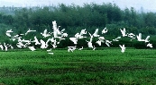鸟类保护区