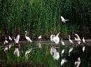 天然湿地保护区-1