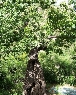 最老的一棵拔栗树