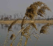 太湖湿地冬景