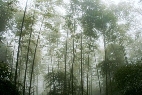 雨台山竹林