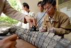安徽扬子鳄繁殖研究中心7