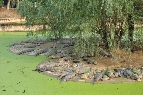 安徽扬子鳄繁殖研究中心13