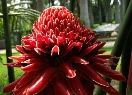 西双版纳热带花卉园8
