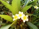 西双版纳热带花卉园11