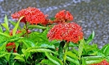 西双版纳热带花卉园15