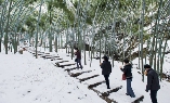 竹海雪景3
