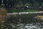 广州鳄鱼公园7