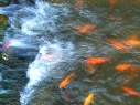 鲤鱼溪