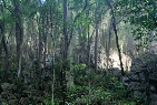绿石林保护区