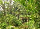 阴生植物园