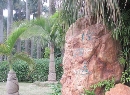 棕榈植物区