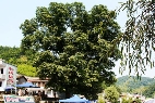千年菩提树