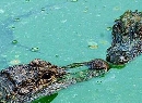 鳄鱼湖
