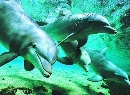 天涯热带海洋动物园-03