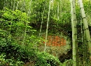 竹石缘