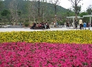 花卉苑广场