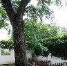 千年古银杏树