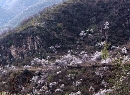 2黄草梁自然风景区_结果