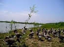 7延庆鸟类湿地自然保护区_结果