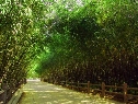 竹林长廊